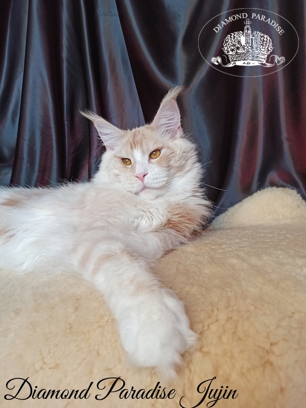 Diamond Paradise Yujin - Adult maine-coon 1 year 1 week
