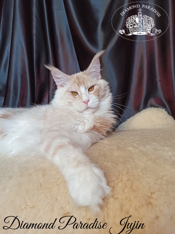 Diamond Paradise Yujin - Adult maine-coon 1 year 1 week