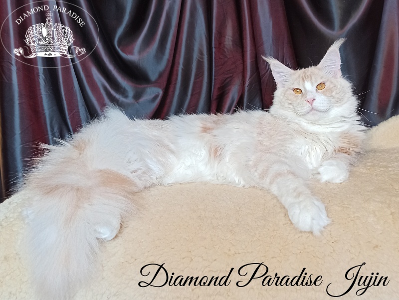 Diamond Paradise Yujin - Adult maine-coon 1 year 1 week