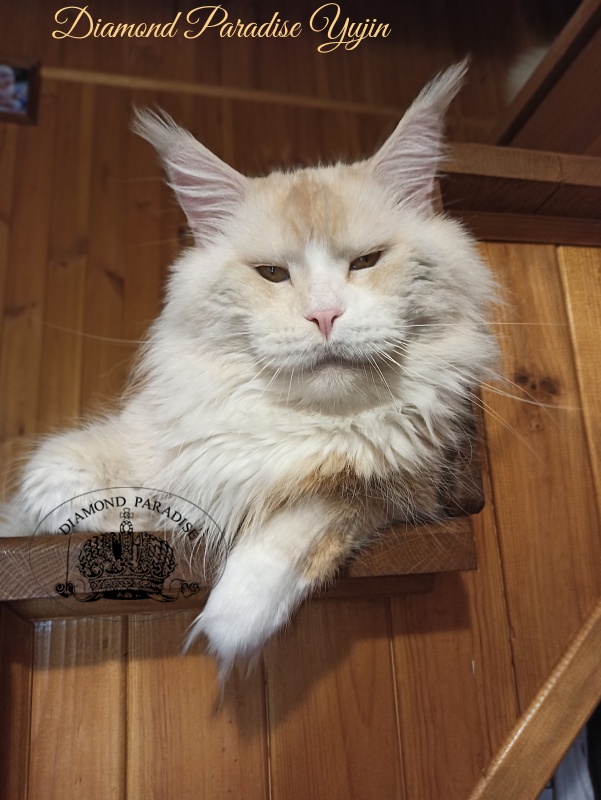 Diamond Paradise Yujin - Adult maine-coon 5 years 4 months 2 weeks