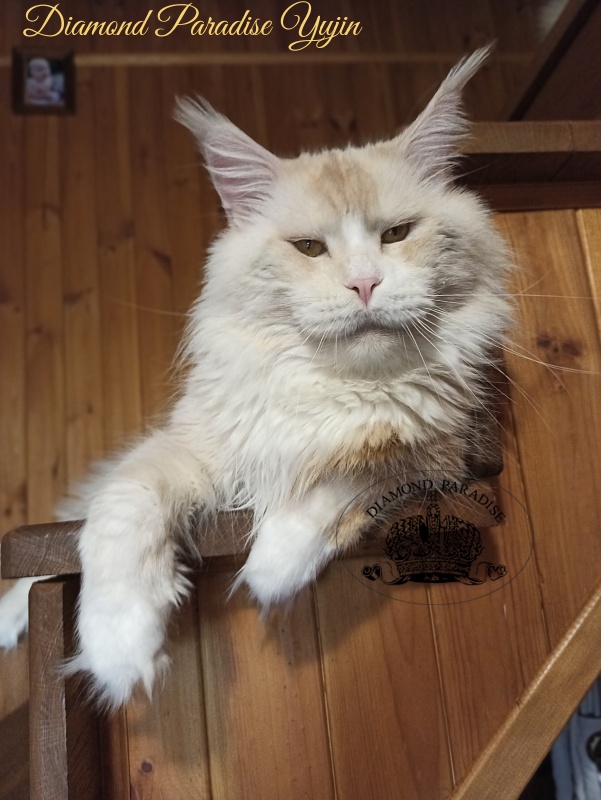 Diamond Paradise Yujin - Adult maine-coon 5 years 4 months 2 weeks