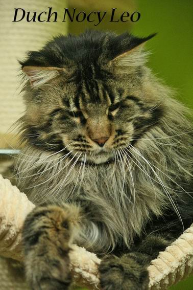 Duch Nocy Leo - maine-coon 01/29/2011