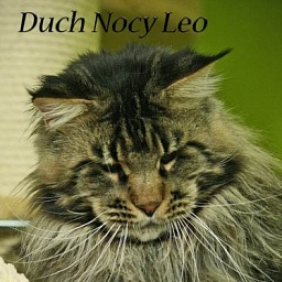 Duch Nocy Leo