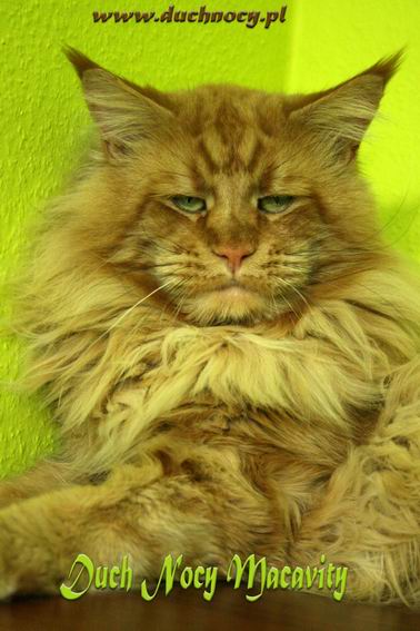 Duch Nocy Macavity - maine-coon 12/30/2012