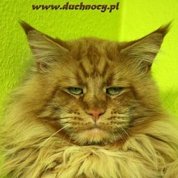 Duch Nocy Macavity
