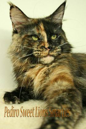 Pediro Sweet Lions Smarties - мейн-кун 03.05.11