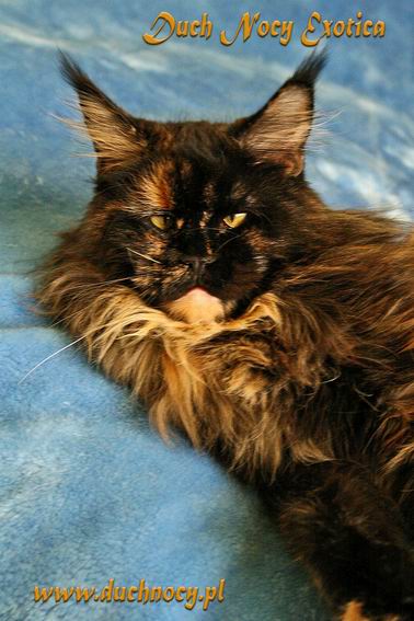 Duch Nocy Exotica - мейн-кун 10.02.2013