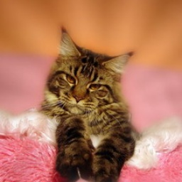 Duch Nocy Emmanuelle