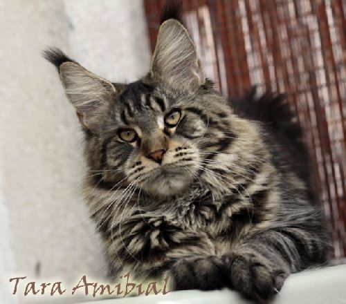 Amibial Tara - maine-coon