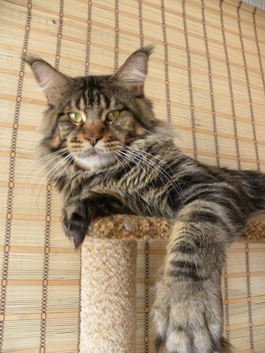 FlipSide Great Hit - мейн-кун