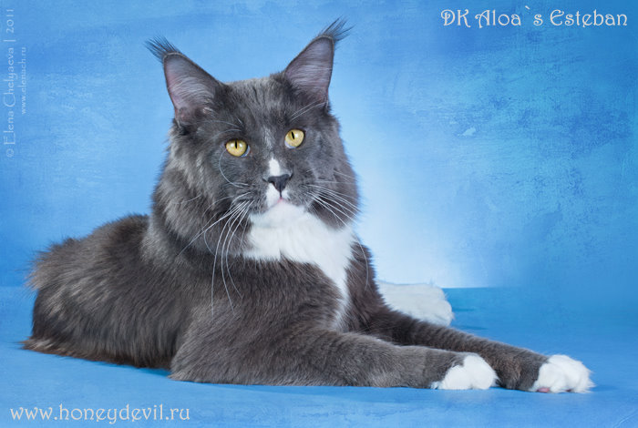 Aloa's Esteban - мейн-кун