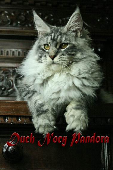Duch Nocy Pandora - maine-coon 02/06/2013