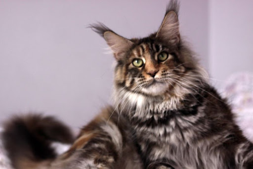 PL*Duch Nocy Cafe Latte - maine-coon