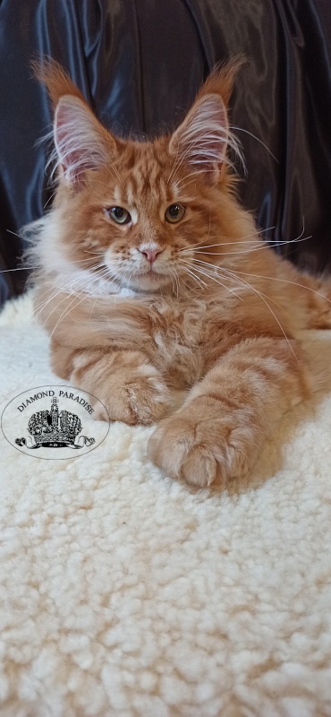 PL*Amibial Kane - Кошеня мейн-кун 4 місяця