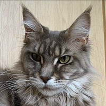 Pillowtalk's Velvet - maine-coon