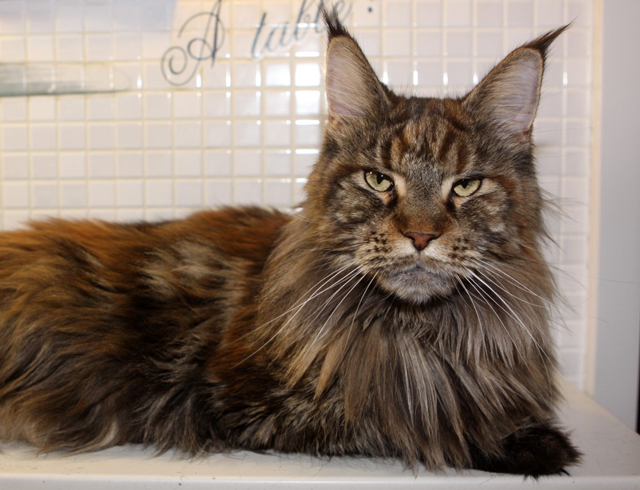 Pillowtalk's Queen - maine-coon