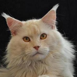 Rasputin of Yellow Moon - Adult maine-coon 2 years 9 months 3.5 weeks