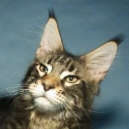 Big Giants Resort's Scooter