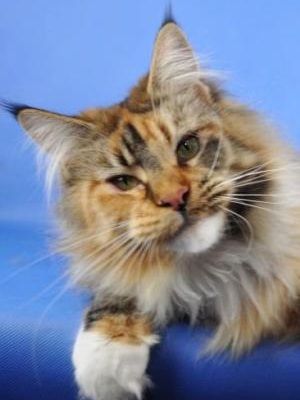 Raydusoleil Fifi Fay - maine-coon