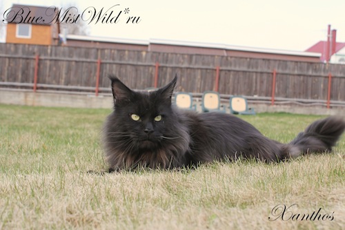 Top Coon Xanthos - Adult maine-coon 1 year 10 months 2.5 weeks