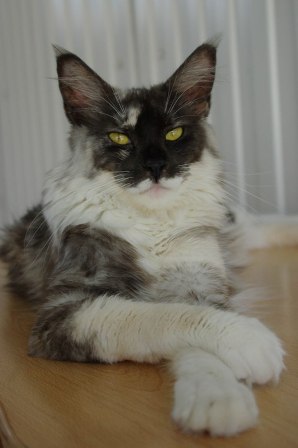 Witchbreeds Purr-Anoia - maine-coon 08/14/2009