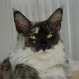 Witchbreeds Purr-Anoia