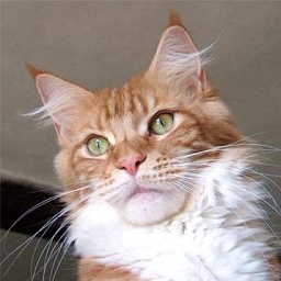 Jessica Pretty Women of Gentle Lions