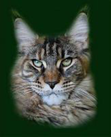 Betty Bea Hairy Majesty - мейн-кун