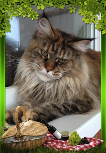 Talkingcats Dakota - мейн-кун