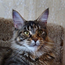 Bluemistwild's Guerlain