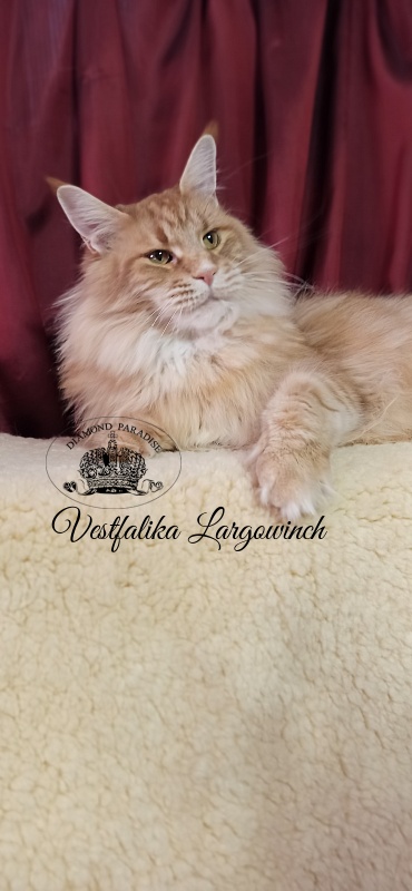 Vestfalika Largowinch - Дорослий мейн-кун 4 роки 7 місяців 3 тижні