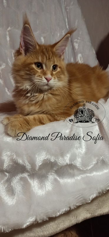 Diamond Paradise Sofia - Kitten maine-coon 3 months 3 weeks