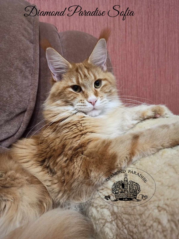 Diamond Paradise Sofia - Adult maine-coon 1 year 1 month 2 weeks