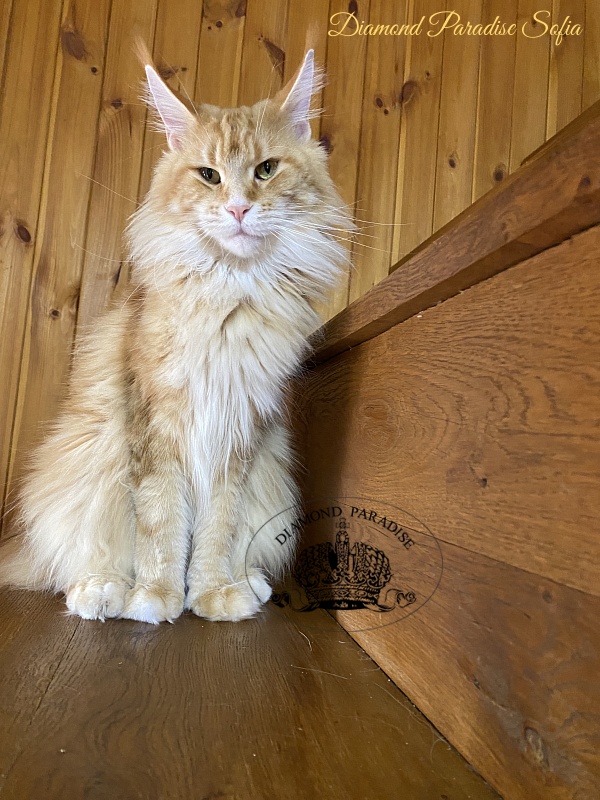 Diamond Paradise Sofia - Adult maine-coon 2 years 10 months