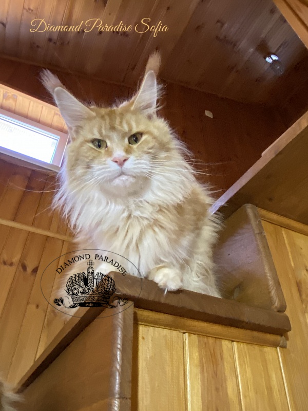 Diamond Paradise Sofia - Adult maine-coon 2 years 10 months 3.5 weeks