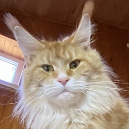 Diamond Paradise Sofia