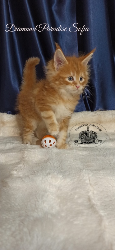 Diamond Paradise Sofia - Kitten maine-coon 1 month 1 week