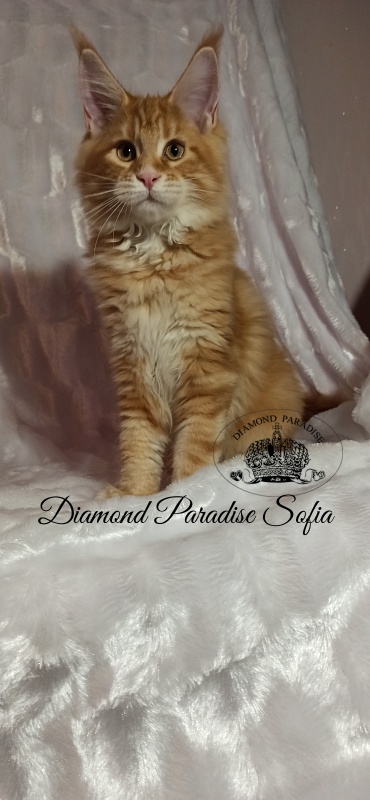Diamond Paradise Sofia - Kitten maine-coon 3 months 3 weeks