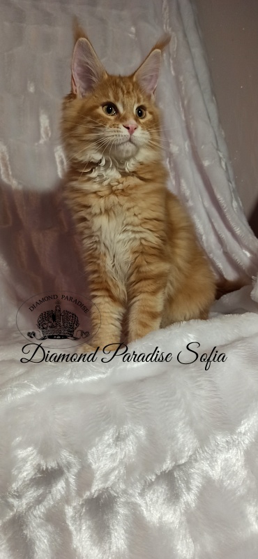 Diamond Paradise Sofia - Kitten maine-coon 3 months 3 weeks