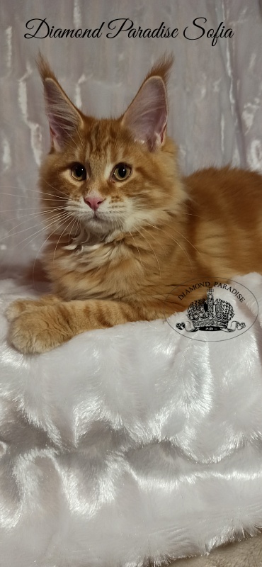 Diamond Paradise Sofia - Kitten maine-coon 3 months 3 weeks