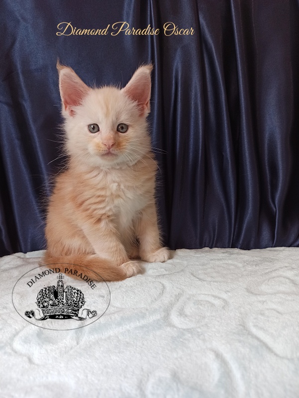 Diamond Paradise Oscar - Kitten maine-coon 1 month 1.5 week