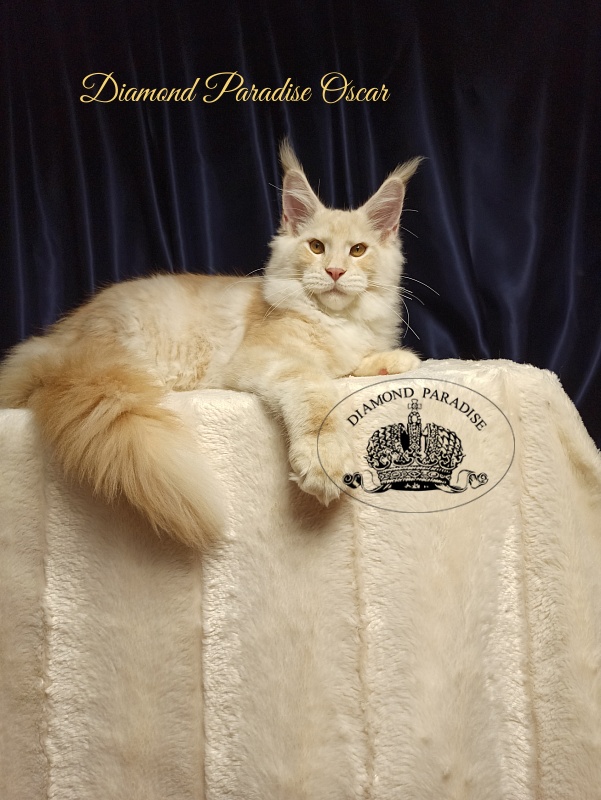 Diamond Paradise Oscar - Kitten maine-coon 5 months