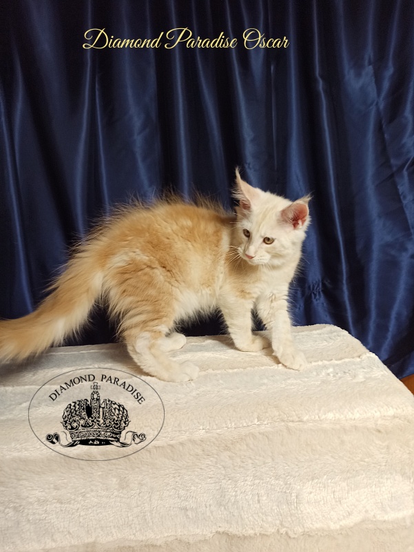 Diamond Paradise Oscar - Kitten maine-coon 3 months