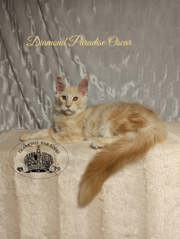 Diamond Paradise Oscar - Kitten maine-coon 4 months
