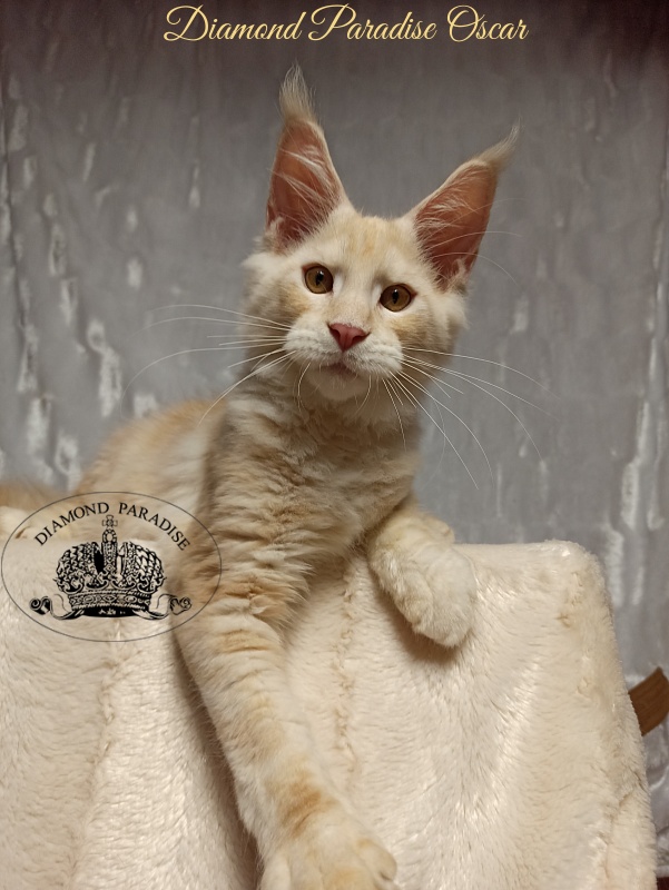 Diamond Paradise Oscar - Kitten maine-coon 4 months