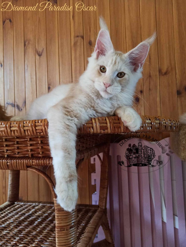 Diamond Paradise Oscar - Kitten maine-coon 4 months 1 week