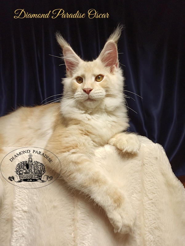 Diamond Paradise Oscar - Kitten maine-coon 5 months