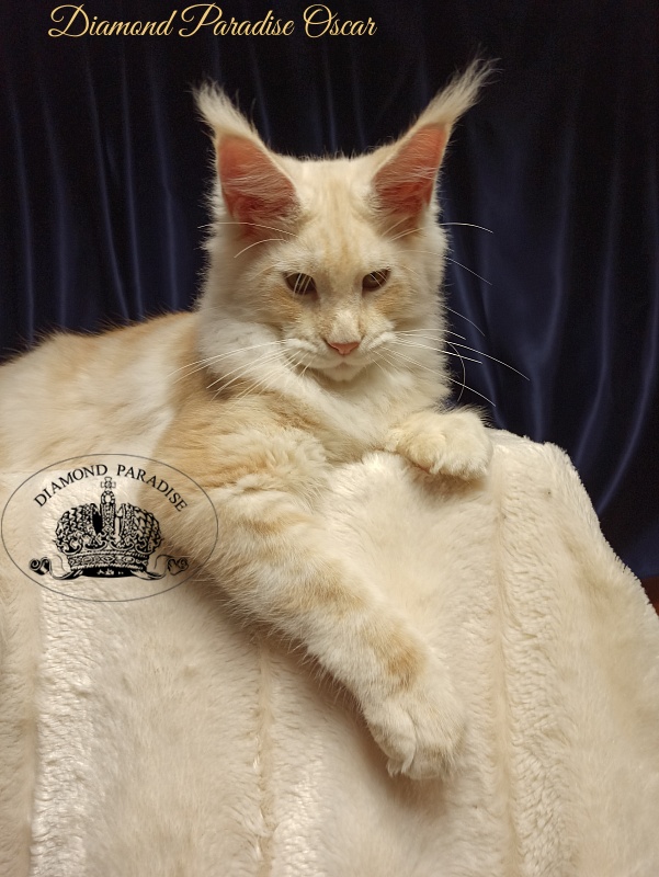 Diamond Paradise Oscar - Kitten maine-coon 5 months