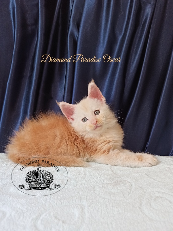 Diamond Paradise Oscar - Kitten maine-coon 1 month 1.5 week