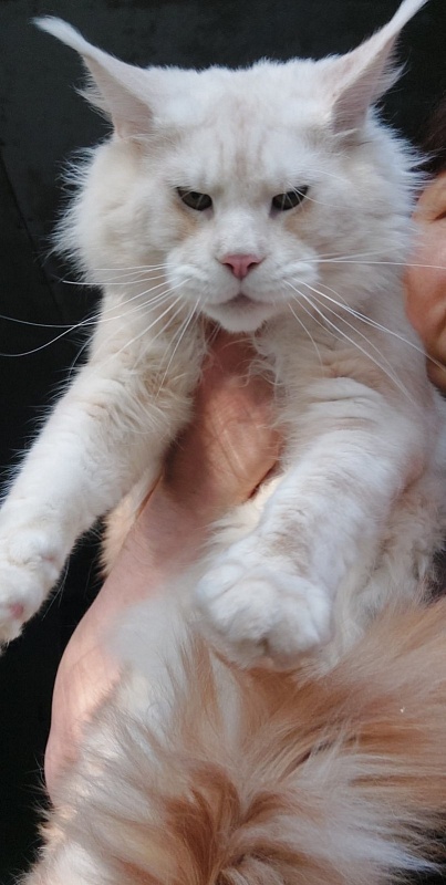 Diamond Paradise Oscar - Adult maine-coon 1 year 5 months 3 weeks